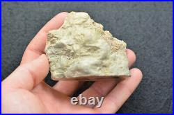 Petrified Cycad Morrison Formation Henry Mountains Utah Ex Hatch Collection