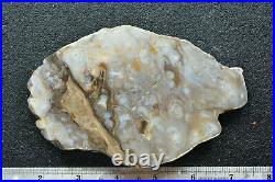 Petrified Cycad Morrison Formation Moab Utah Ex Hatch Collection