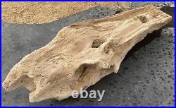 Petrified Driftwood Log. 58 Lbs. Approximately 31x12x8