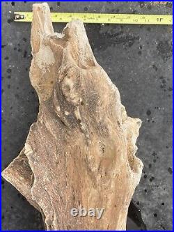 Petrified Driftwood Log. 58 Lbs. Approximately 31x12x8