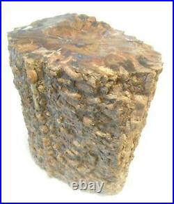 Petrified Fern Log, Cycad Fully Agatized Huge Museum Specimen