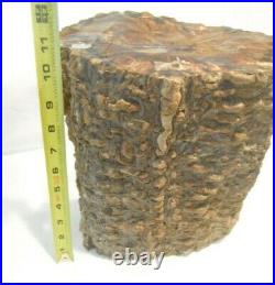 Petrified Fern Log, Cycad Fully Agatized Huge Museum Specimen