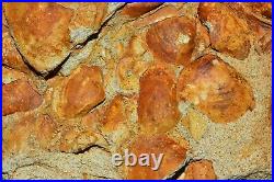 Petrified Fossil Pelecypod Plate Oregon