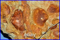 Petrified Fossil Pelecypod Plate Oregon