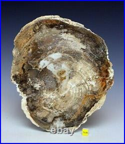 Petrified Fossilised Wood Section Slab Prehistoric Elm Tree Dinosaur 1202g