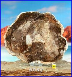 Petrified Fossilised Wood Section Slab Prehistoric Elm Tree Dinosaur 216mm
