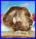 Petrified_Fossilised_Wood_Section_Slab_Prehistoric_Elm_Tree_Dinosaur_216mm_01_wzum