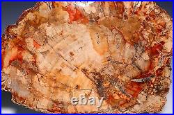 Petrified Fossilised Wood Slice Arizona Rainbow Fossil Prehistoric Tree 2666g