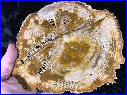 Petrified Legume Wood Jasper, Texas Catahoula Formation/Oligocen 8.5x6.5