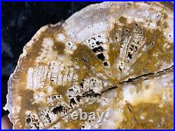 Petrified Legume Wood Jasper, Texas Catahoula Formation/Oligocen 8.5x6.5