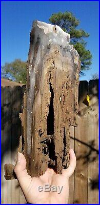 Petrified Live Oak Board Cut Texas Fossil Polished Home Decor