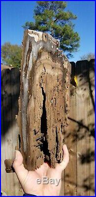 Petrified Live Oak Board Cut Texas Fossil Polished Home Decor