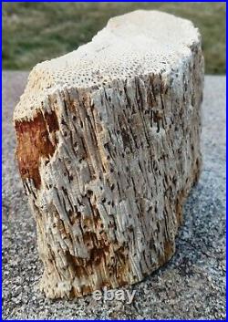 Petrified Palm Wood Palmoxylon 9# 5 oz. For Lapidary or Collector Specimen