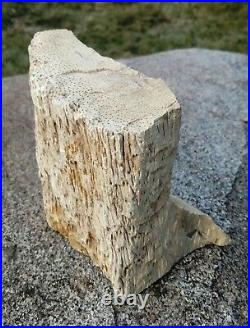 Petrified Palm Wood Palmoxylon 9# 5 oz. For Lapidary or Collector Specimen