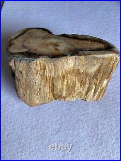 Petrified REDWOOD from GINKO FOREST AREA of WA State that is Very RARE