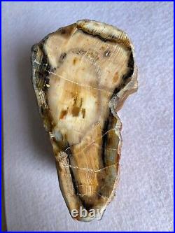 Petrified REDWOOD from GINKO FOREST AREA of WA State that is Very RARE