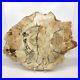 Petrified_Wood_10_5_polished_slab_display_specimen_fossil_mineral_R_5285_01_dsqc