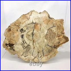 Petrified Wood, 10.5, polished, slab, display specimen, fossil, mineral, #R-5285