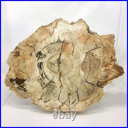 Petrified Wood, 10.5, polished, slab, display specimen, fossil, mineral, #R-5285 Petrified Wood, 10.5, polished, slab, display specimen, fossil, mineral, #R-5285