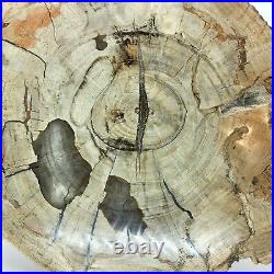 Petrified Wood, 10.5, polished, slab, display specimen, fossil, mineral, #R-5285 Petrified Wood, 10.5, polished, slab, display specimen, fossil, mineral, #R-5285