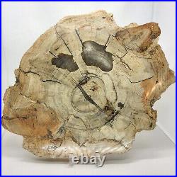 Petrified Wood, 10.5, polished, slab, display specimen, fossil, mineral, #R-5285