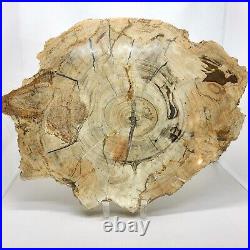 Petrified Wood, 10.5, polished, slab, display specimen, fossil, mineral, #R-5285