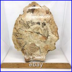 Petrified Wood, 10.5, polished, slab, display specimen, fossil, mineral, #R-5285 Petrified Wood, 10.5, polished, slab, display specimen, fossil, mineral, #R-5285