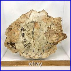 Petrified Wood, 10.5, polished, slab, display specimen, fossil, mineral, #R-5285 Petrified Wood, 10.5, polished, slab, display specimen, fossil, mineral, #R-5285