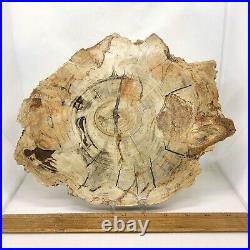 Petrified Wood, 10.5, polished, slab, display specimen, fossil, mineral, #R-5285