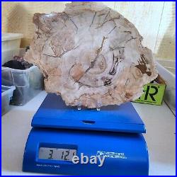 Petrified Wood, 10.5, polished, slab, display specimen, fossil, mineral, #R-5285