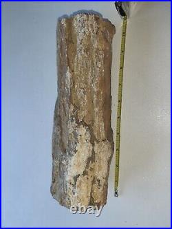 Petrified Wood- 12 Long