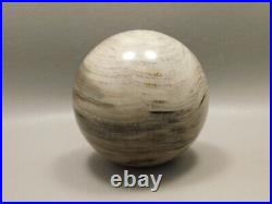 Petrified Wood 2.6 inch Stone Sphere Fossil Sequoia USA #O1