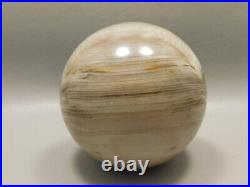 Petrified Wood 3 inch Stone Sphere Fossil Sequoia USA #O3