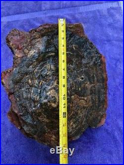 Petrified Wood 75 Lbs. Rough Slab Lapidary Fossil