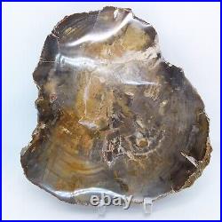 Petrified Wood, 7, polished, slab, display specimen, fossil, mineral, #R-4707