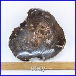 Petrified Wood, 7, polished, slab, display specimen, fossil, mineral, #R-4707