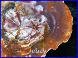 Petrified Wood Araucaria Conifer Holbrook, AZ Chinle Fm. Triassic 6.25x5.5