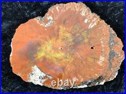 Petrified Wood Araucaria Conifer Holbrook, AZ Chinle Fm. Triassic 6x4.75