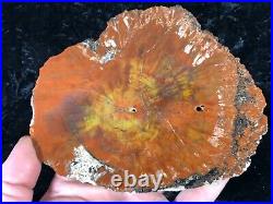 Petrified Wood Araucaria Conifer Holbrook, AZ Chinle Fm. Triassic 6x4.75