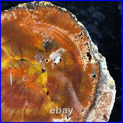 Petrified Wood Araucaria Conifer Holbrook, AZ Chinle Fm. Triassic 6x6 Geology