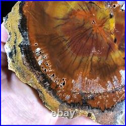 Petrified Wood Araucaria Conifer Holbrook, AZ Chinle Fm. Triassic 6x6 Geology
