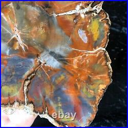 Petrified Wood Araucaria Conifer Holbrook, AZ Chinle Fm. Triassic 7.25x7.25