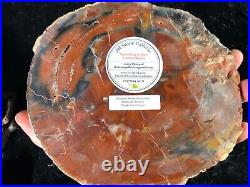 Petrified Wood Araucaria Conifer Holbrook, AZ Chinle Fm. Triassic 7.75x6.75