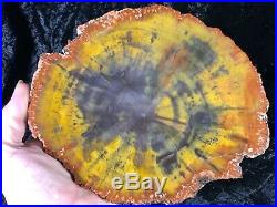 Petrified Wood Araucaria Conifer Holbrook, AZ Chinle Fm. Triassic 8.5x7