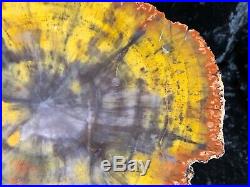 Petrified Wood Araucaria Conifer Holbrook, AZ Chinle Fm. Triassic 8.5x7
