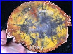 Petrified Wood Araucaria Conifer Holbrook, AZ Chinle Fm. Triassic 8.75x7