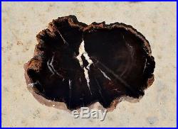 Petrified Wood Araucaria Slab Slice Polished Round Full Chinle Fm Triassic Utah