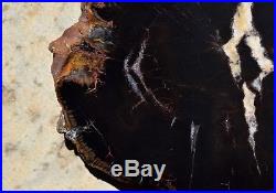 Petrified Wood Araucaria Slab Slice Polished Round Full Chinle Fm Triassic Utah