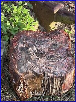 Petrified Wood Arizona Rainbow Rare Natural Fossil Rough Raw Solid Slab 131 Lbs