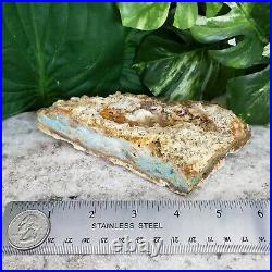 Petrified Wood Blue Opalized Wood Stone Indonesian Mineral Specimen Fossil Wood